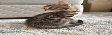 Bengal Kitten 1
