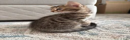 Bengal cats for sale: Bengal x  - Advert 17