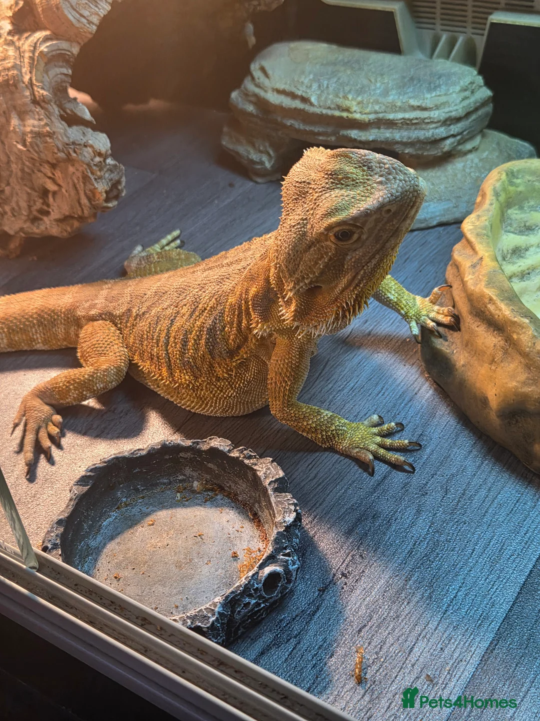 Bearded Dragon reptiles for sale: 3 year old female leather back - Advert 2