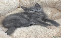 Mixed Breed cats for sale: BEAUTIFUL FLUFFY GREY KITTENS   - Image 5