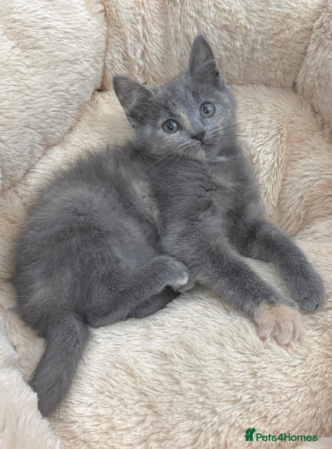 Mixed Breed cats for sale: BEAUTIFUL FLUFFY GREY KITTENS   - Image 5