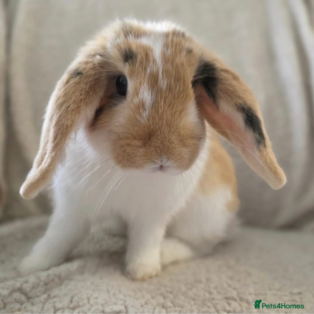 Mini Lop rabbits for sale: Mini Lop Rabbits Doe & very Playful Buck - Image 7