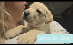 Labrador Retriever dogs for sale: Labrador Puppies for sale pedigree  - Image 5