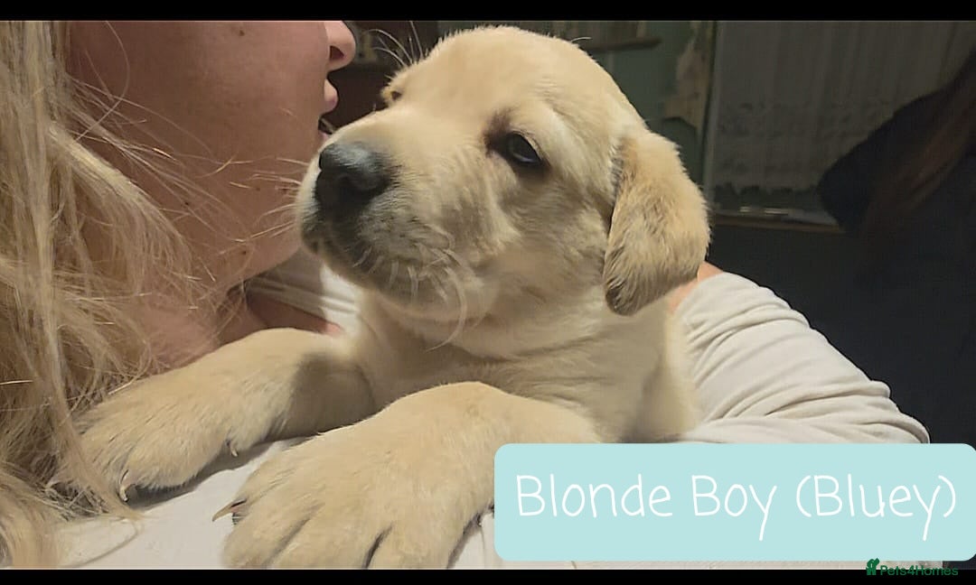 Labrador Retriever dogs for sale: Labrador Puppies for sale pedigree  - Image 5