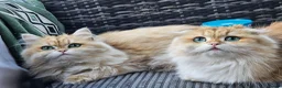 British Longhair cats for sale: British Longhaired Cats and Scottish Fold Cats in London - Advert 3