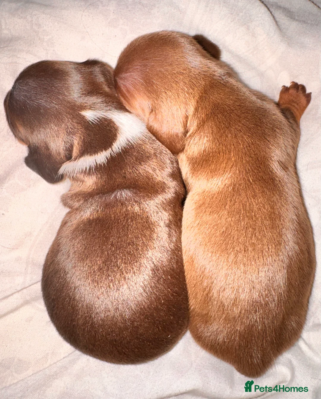 Miniature Dachshund dogs for sale: Because dachshund babies - Advert 13