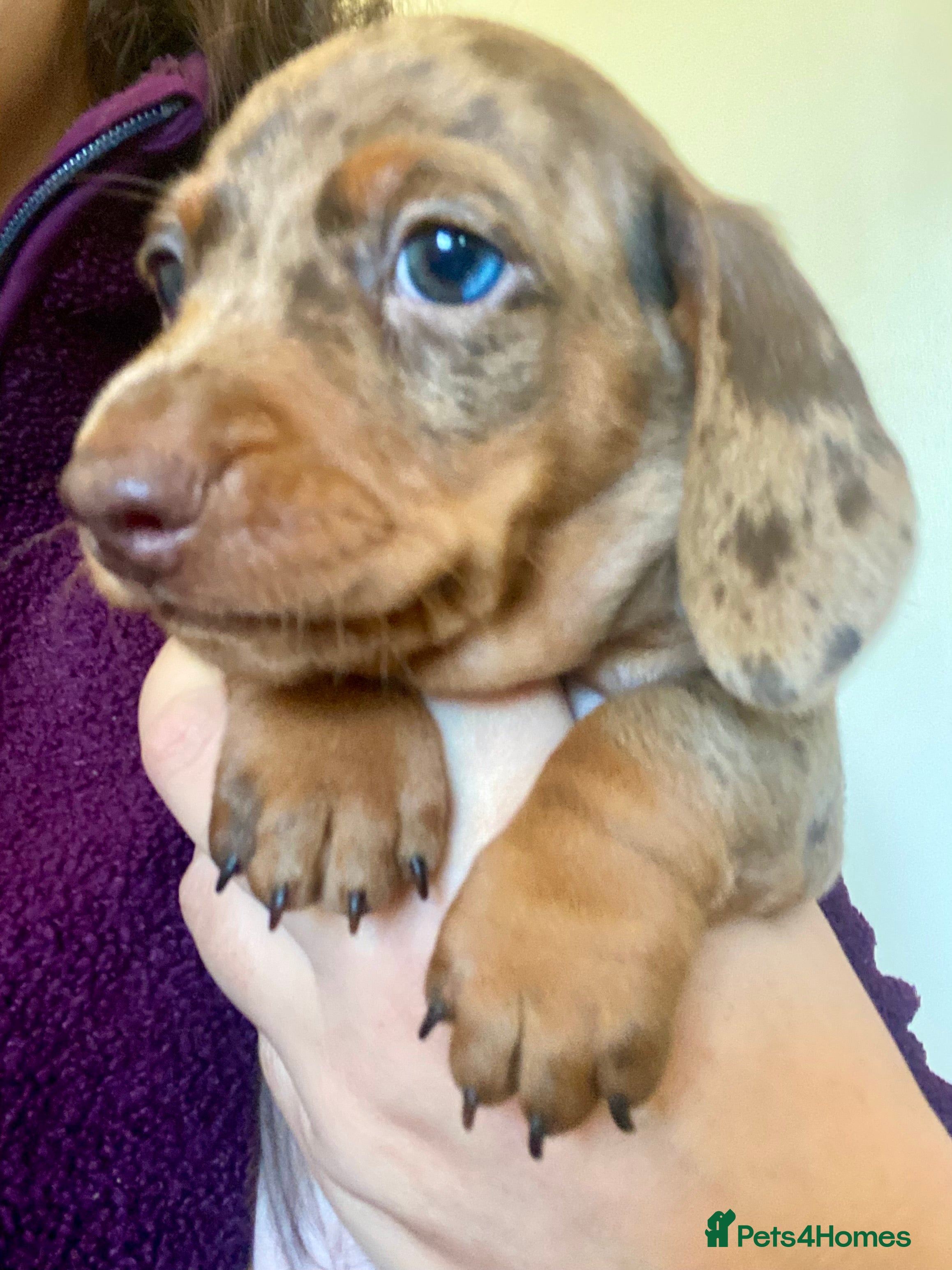 Miniature Dachshund dogs ONLY ONE PUPPY NOW AVAILABLE  - Advert 6