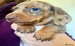 Miniature Dachshund dogs for sale: ONLY ONE PUPPY NOW AVAILABLE  - Image 1