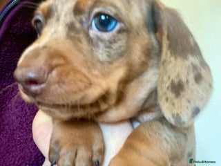Miniature Dachshund dogs - Advert 2