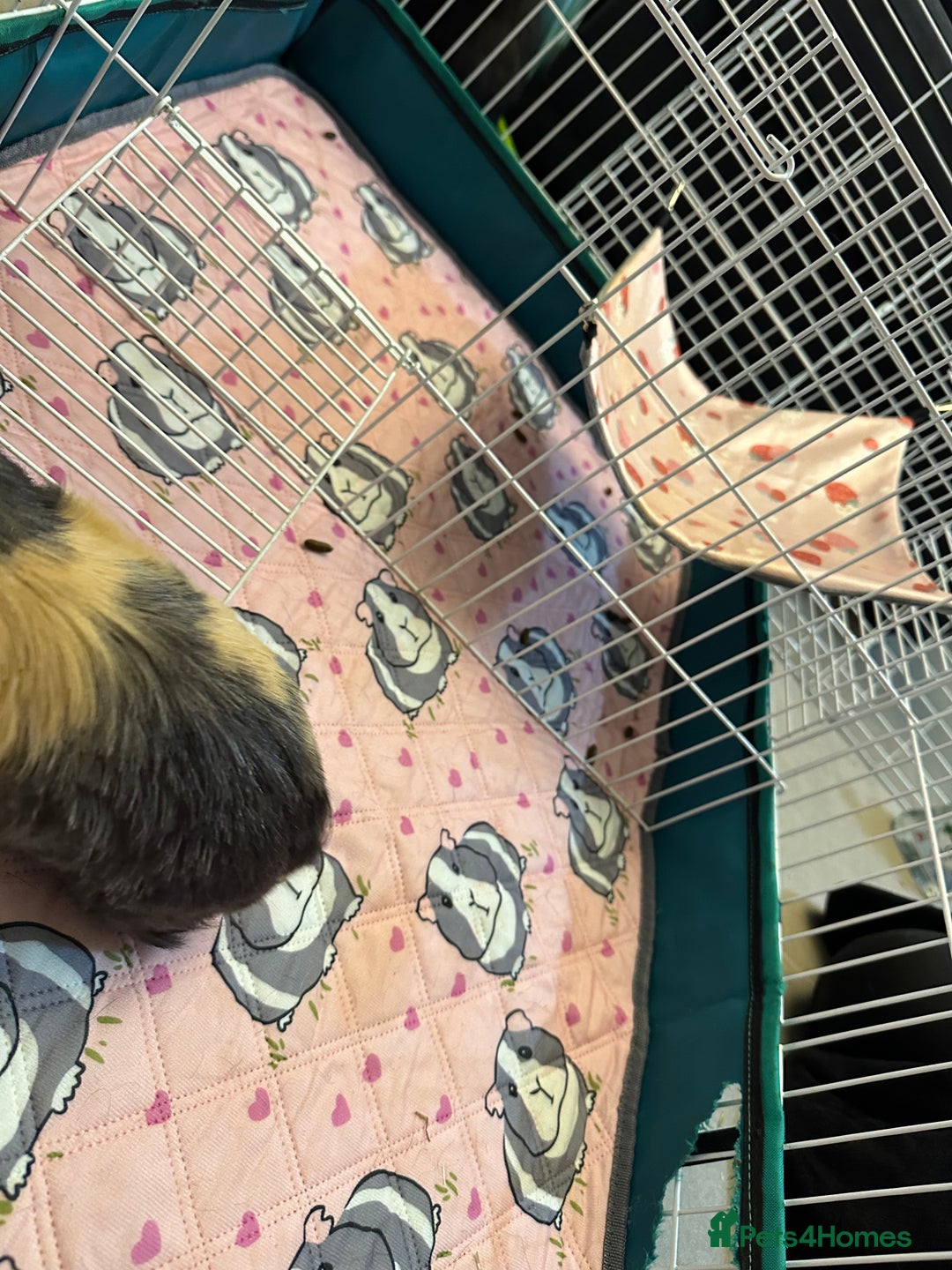 Guinea Pig rodents for sale: Free to a good home - Advert 7