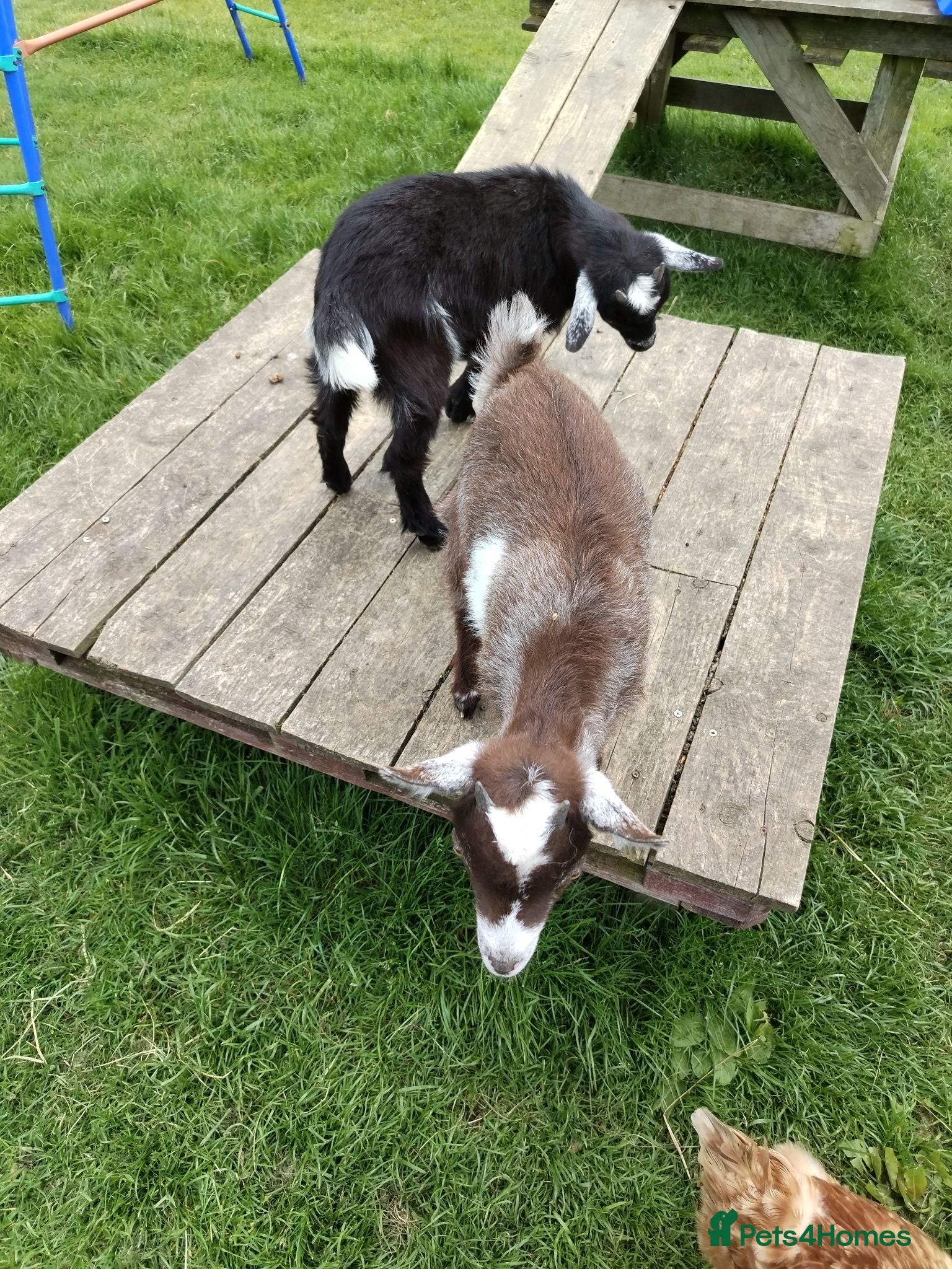 Goats livestock Pygmy Goats  - Advert 2
