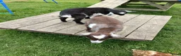 Goats livestock for sale: Pygmy Goats  in Richmond - Advert 2