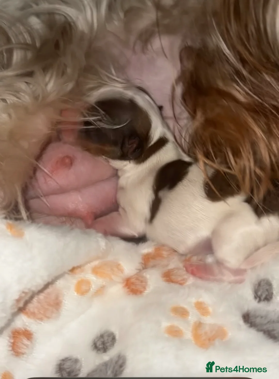 Yorkshire Terrier dogs for sale: Tiny & Rare Chocoberry Merle Girl💕  - Advert 6