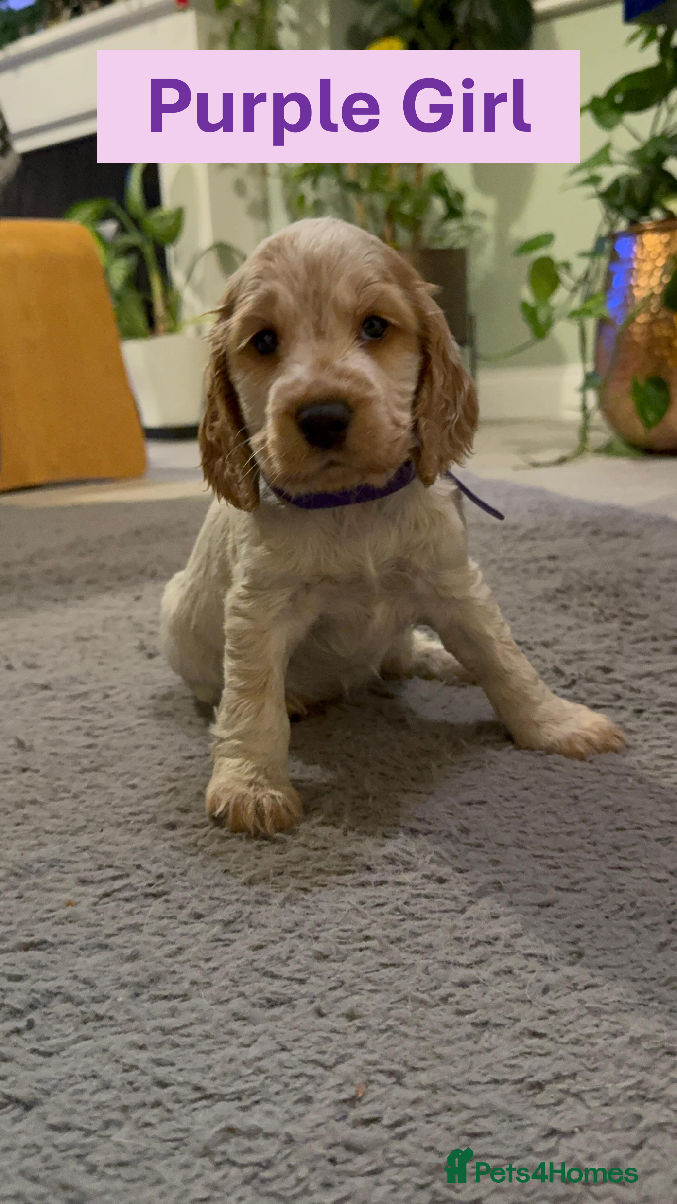 Cocker Spaniel dogs 8 beautiful show cocker puppies for sale - Advert 12