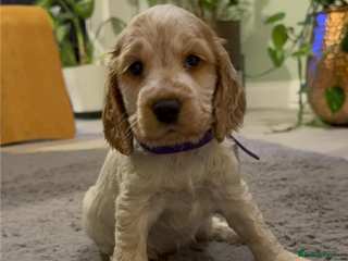 Cocker Spaniel dogs 8 beautiful show cocker puppies for sale - Advert 2