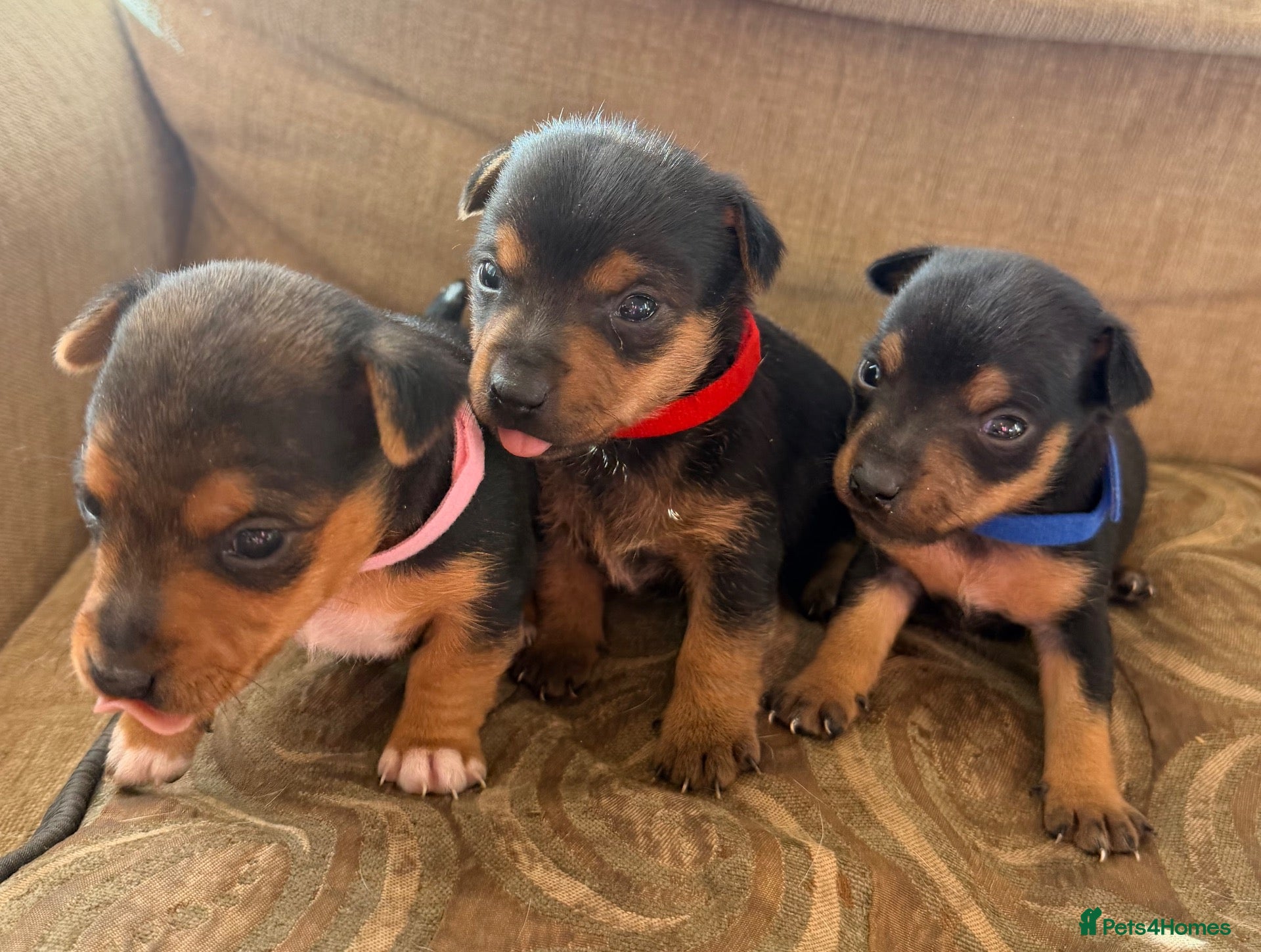 Jack Russell dogs Stunning Jack Russell pups  - Advert 1