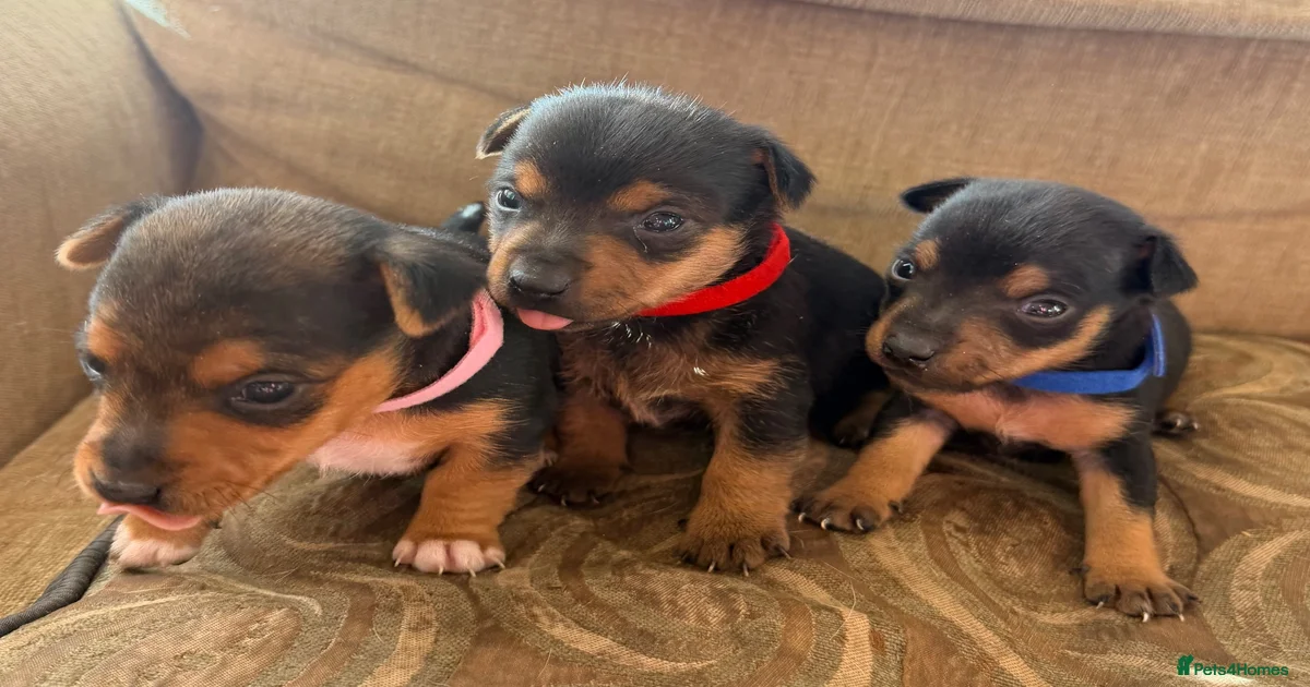 Puppies for sale in Swansea | Pets4Homes