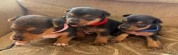 Jack Russell dogs for sale: Stunning Jack Russell pups  in Swansea - Advert 1