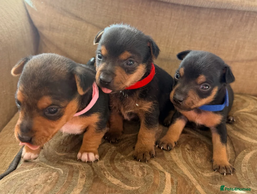 Jack Russell dogs for sale: Stunning Jack Russell pups  in Swansea - Advert 1