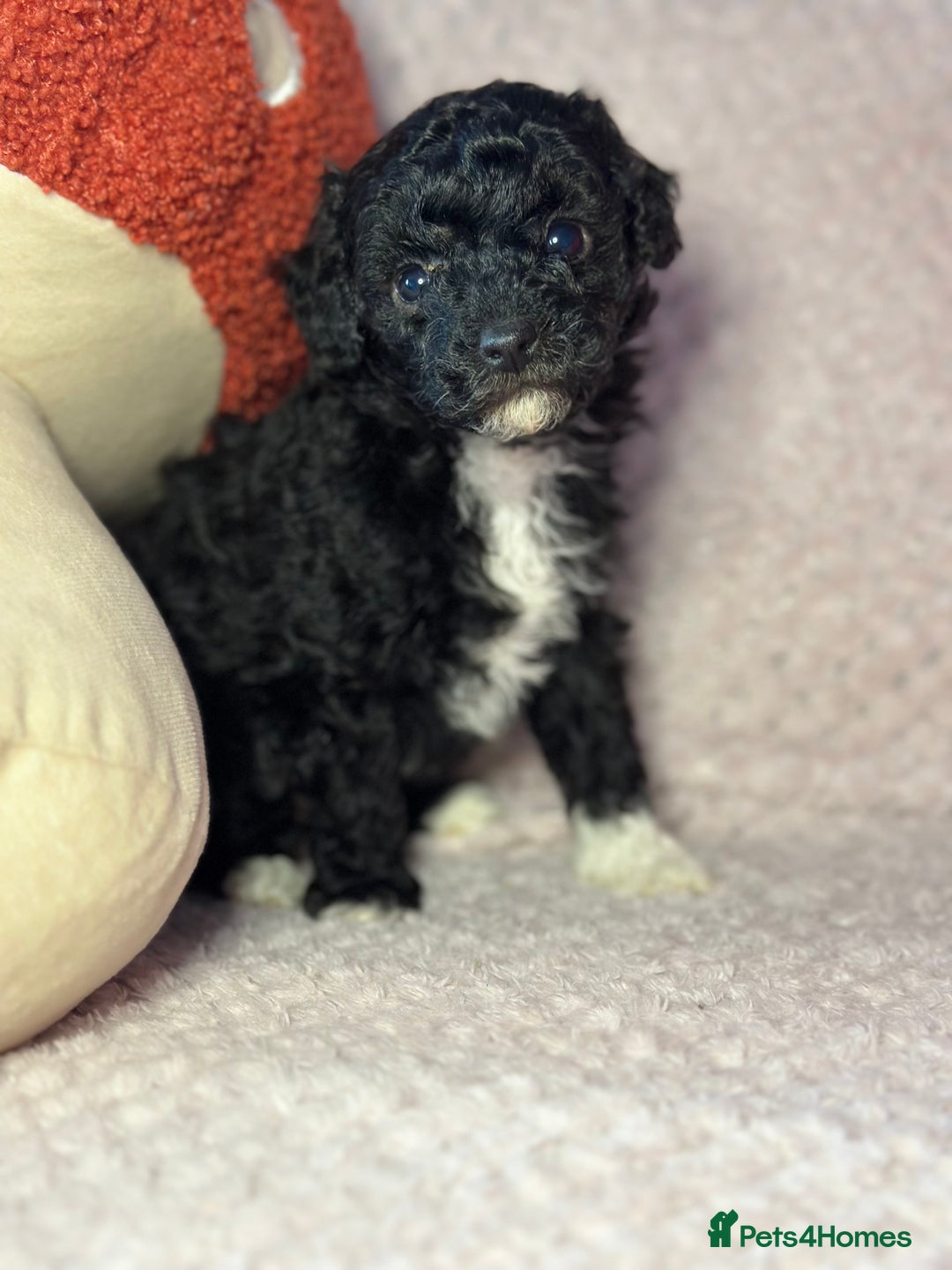 Toy Poodle dogs for sale: Tiny toy poodle puppies  - Image 9