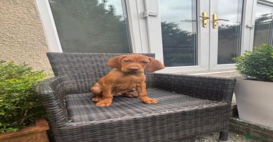 Hungarian Vizsla dogs in Birkenhead - Advert 5