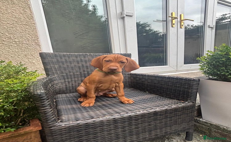 Hungarian Vizsla dogs in Birkenhead - Advert 1