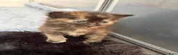 Mixed Breed cats for sale:     Healthy Playful Kittens - Advert 7