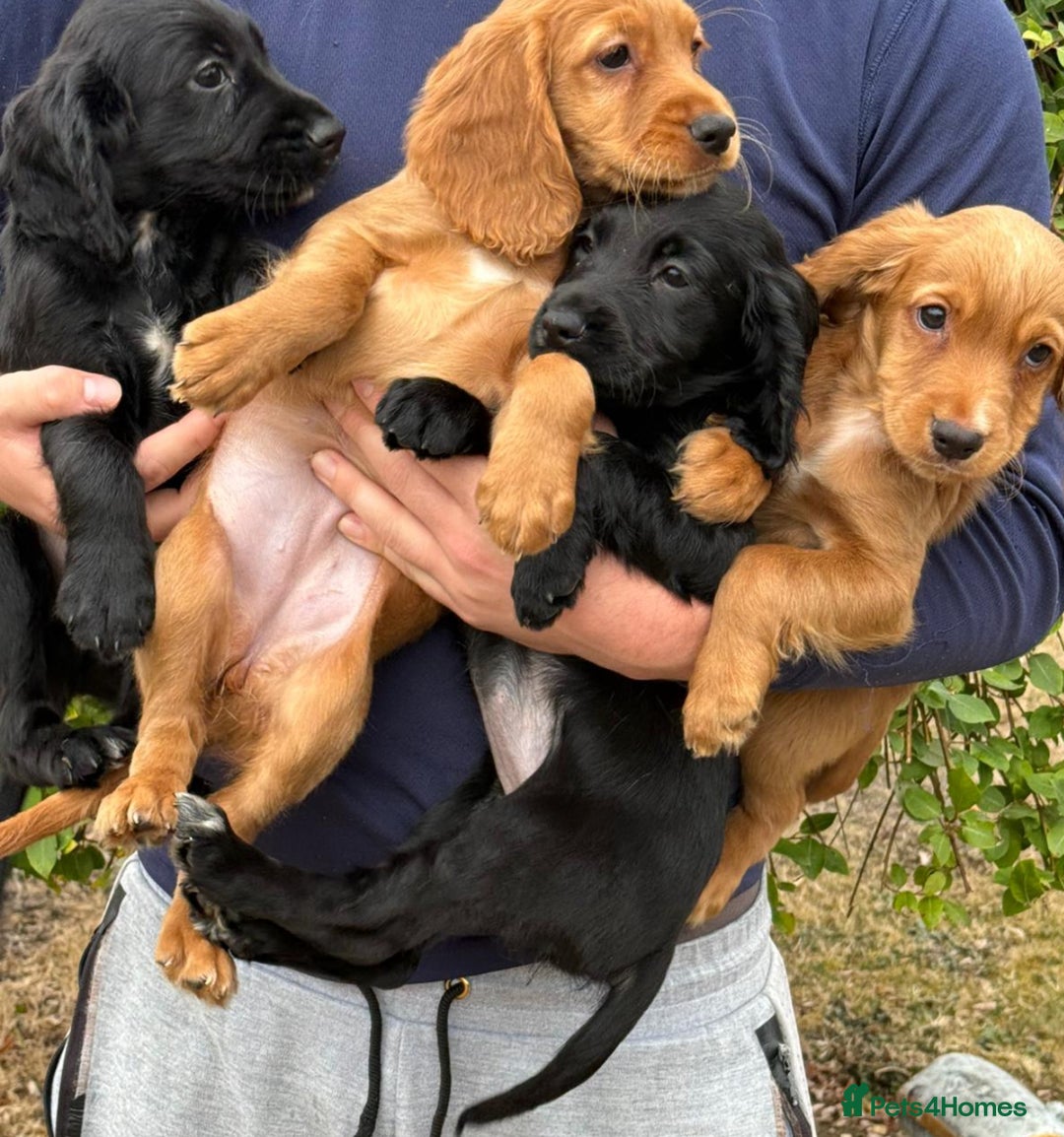 Cocker Spaniel dogs for stud: Red cocker stud - Advert 8