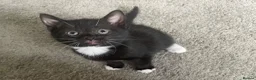 Mixed Breed cats for sale: Kittens  - Advert 5