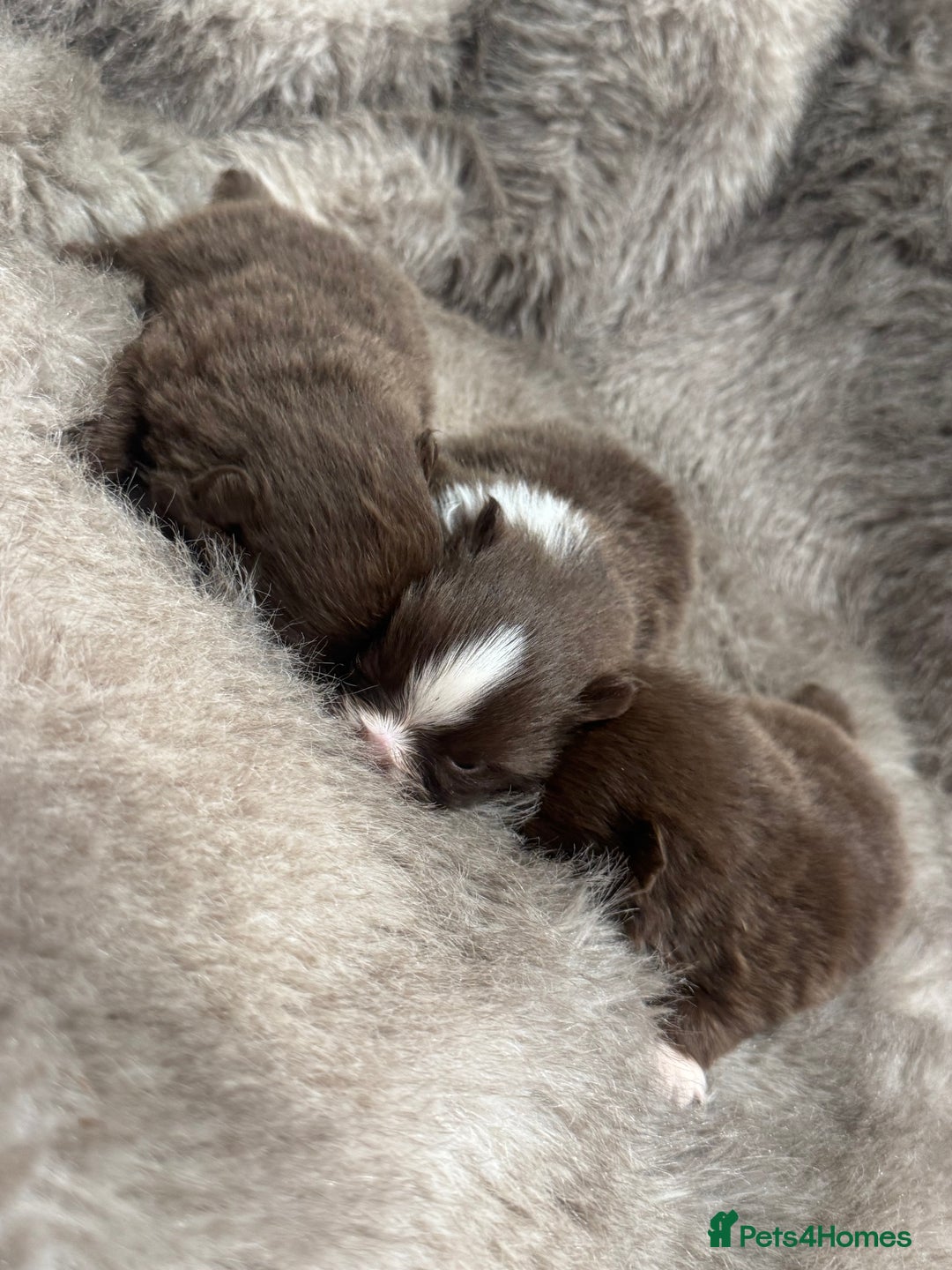 Pomeranian dogs for sale: CHOCOLATE FLUFFY PUPS - Advert 2