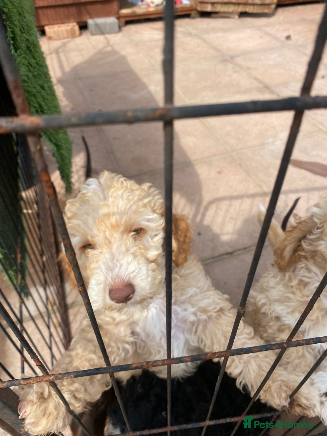Cockapoo dogs for sale: F2 cockerpoos for sale - Image 6