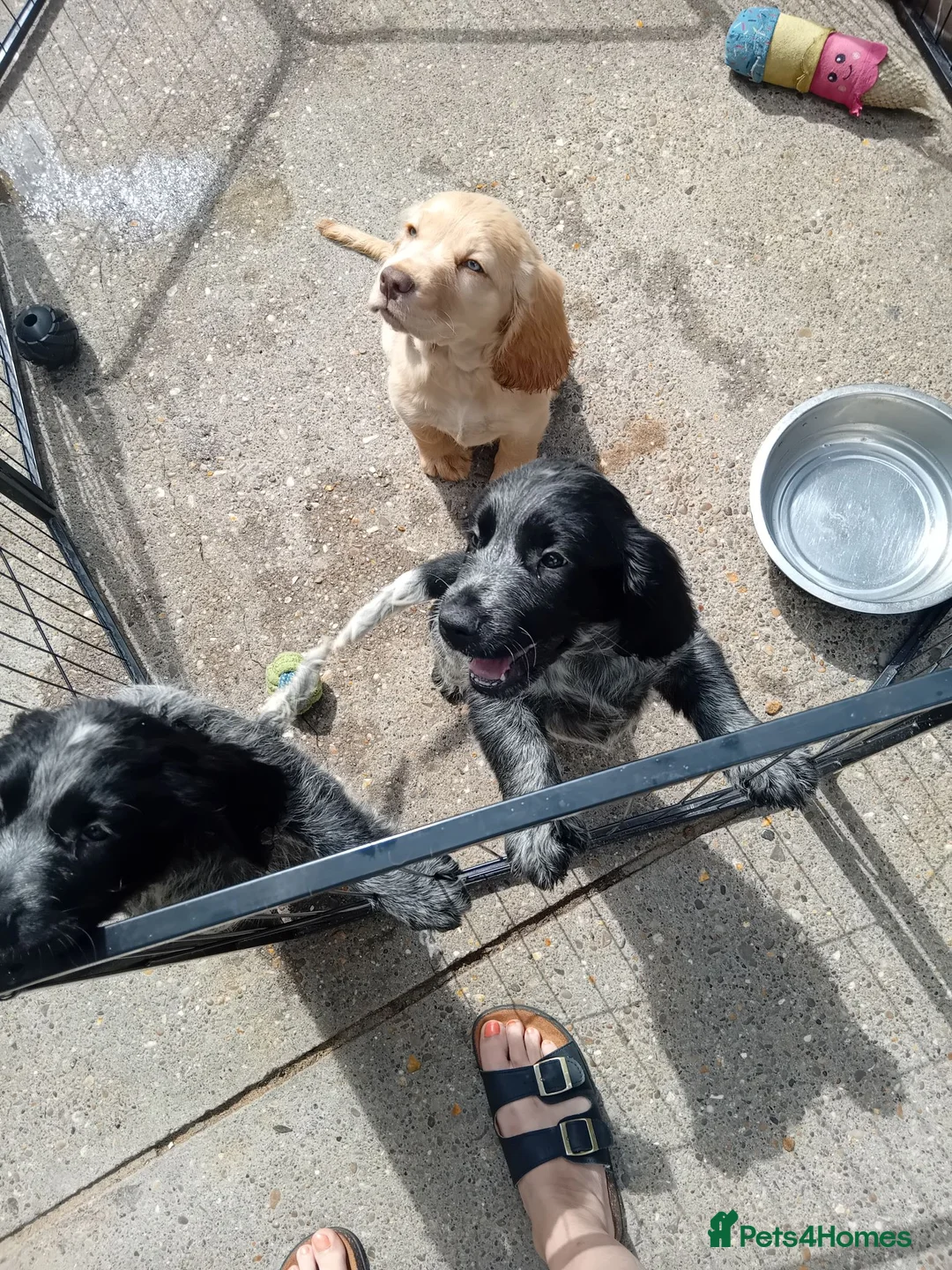 Sprocker dogs for sale: Stunning sprocker pups - Hull - Ready now!! - Advert 2