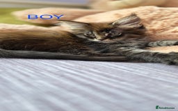 Maine Coon cats for sale: PURE BREED MAINE COONS KITTENS  - Image 5