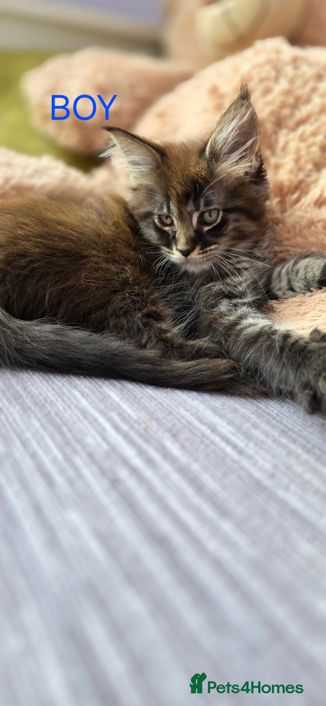 Maine Coon cats for sale: PURE BREED MAINE COONS KITTENS  - Image 5