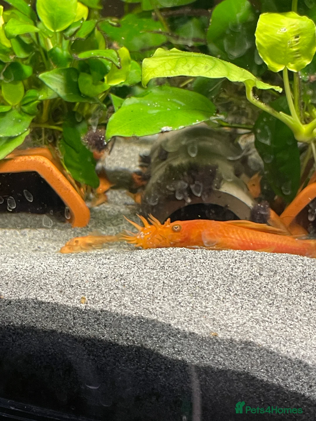 Plecos fish for sale: SUPER RED Bristlenose Plecos in Abingdon - Advert 1