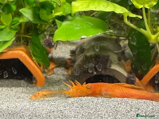 Plecos fish SUPER RED Bristlenose Plecos in Abingdon - Advert 1