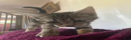 Mixed Breed cats for sale: 10 Loving and Playful Kittens  - Advert 8