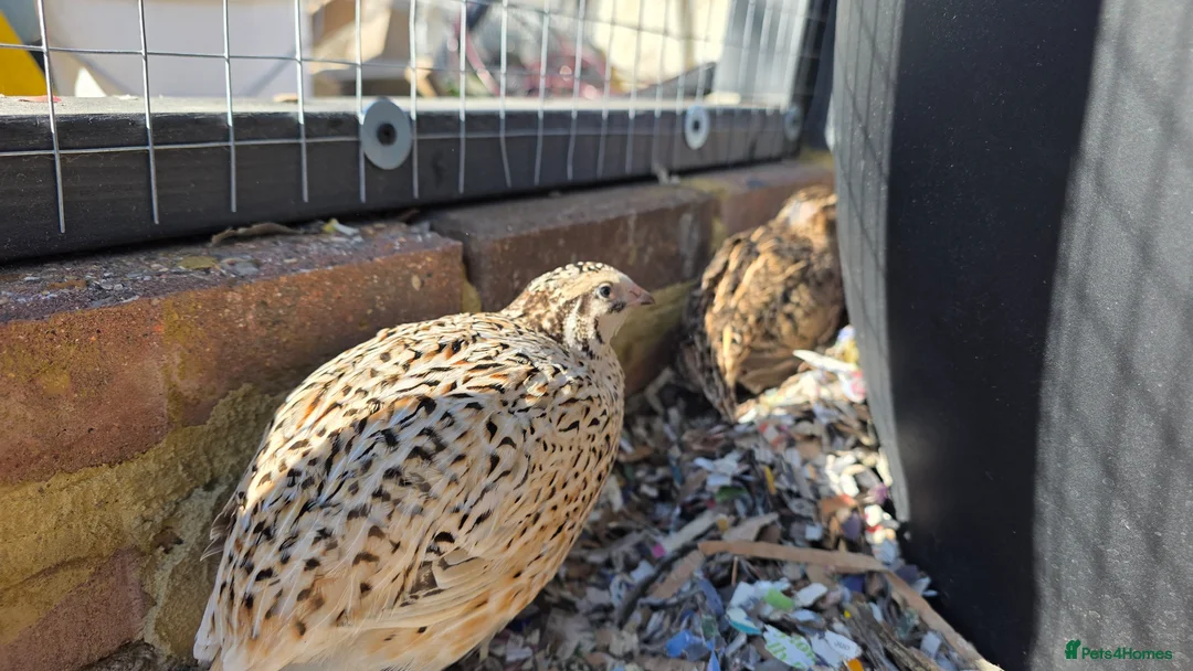 Quail poultry for sale: Quail chicks and hens and male in Twickenham - Advert 2
