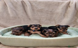 Yorkshire Terrier dogs for sale: 6 beautiful yorkie puppies - Image 3