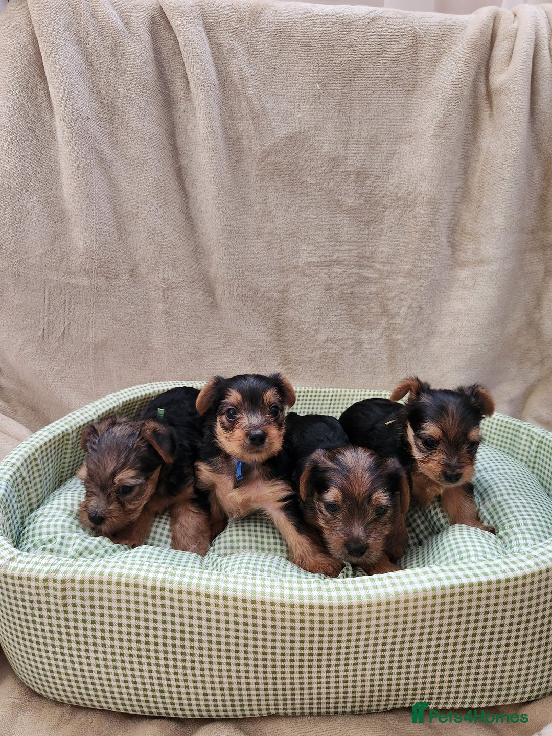 Yorkshire Terrier dogs for sale: 6 beautiful yorkie puppies - Image 3