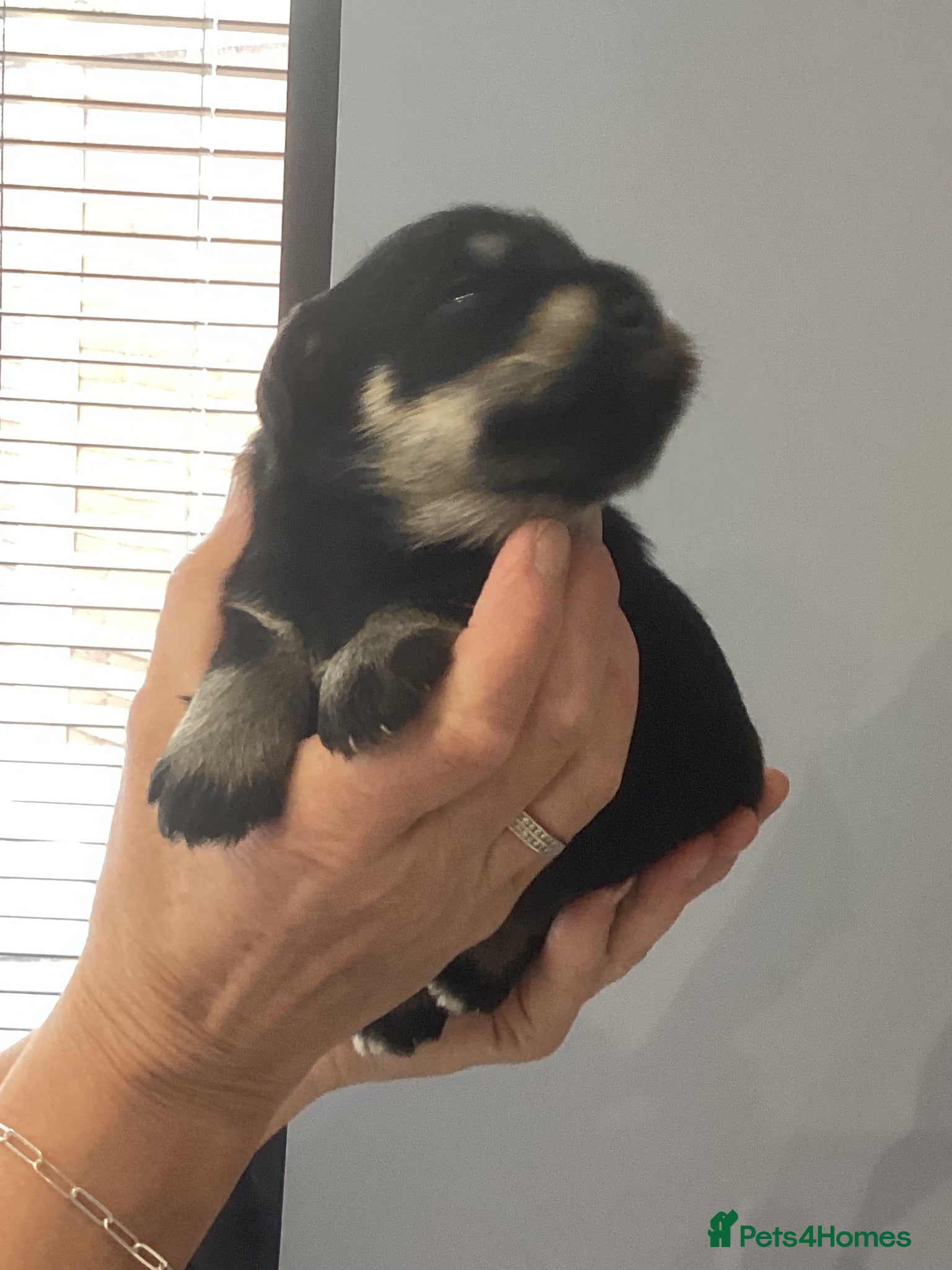 Miniature Schnauzer dogs Council licensed 5* Mini Schnauzer Breeders - Advert 1