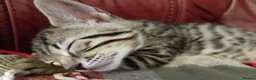 Bengal cats for sale: 4x Girls & 4x Boys – Stunning Bengal cross Kittens - Advert 29