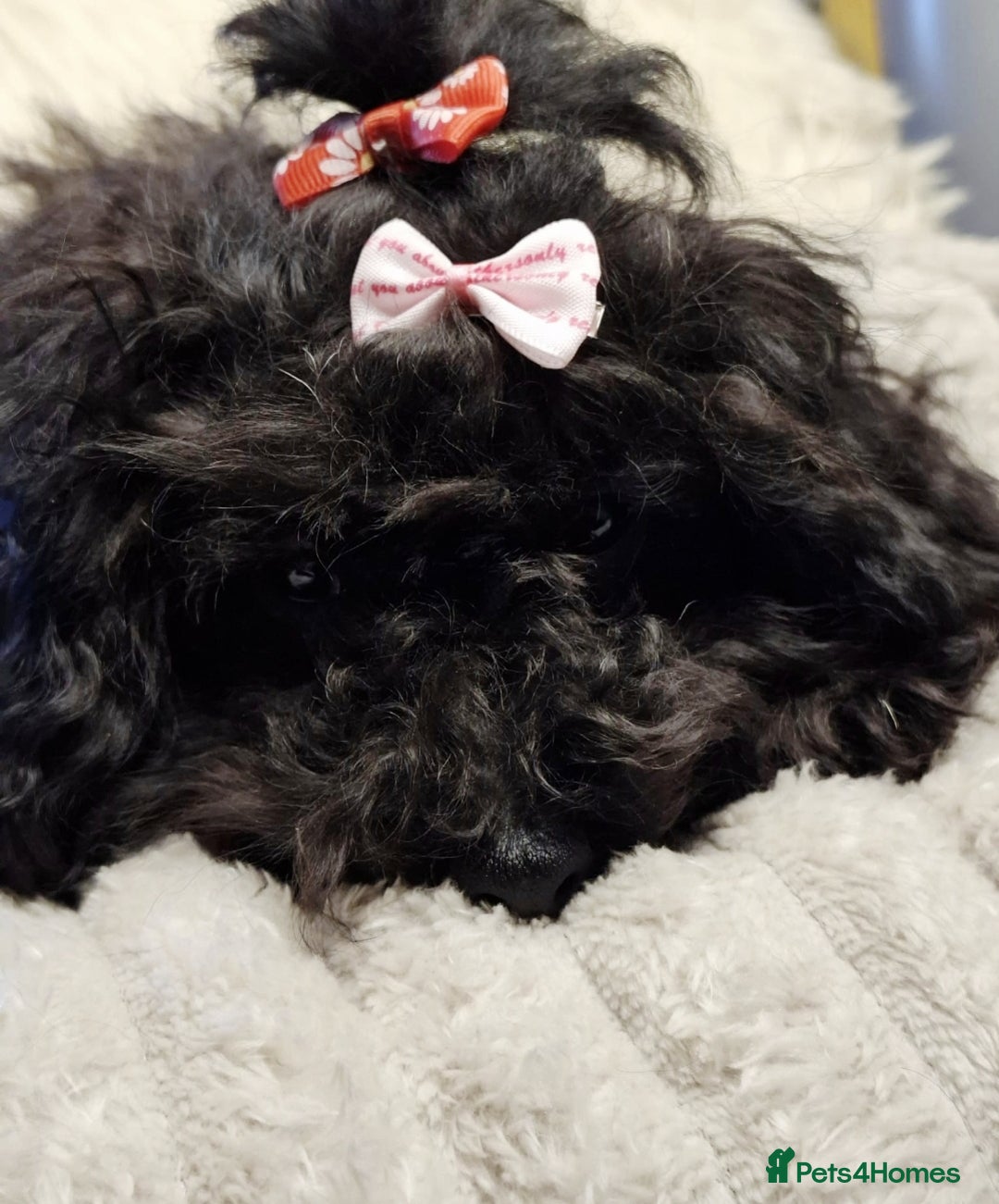 Toy Poodle dogs for sale: Asian toy poodle round eyes sable flat muzzle  - Advert 1