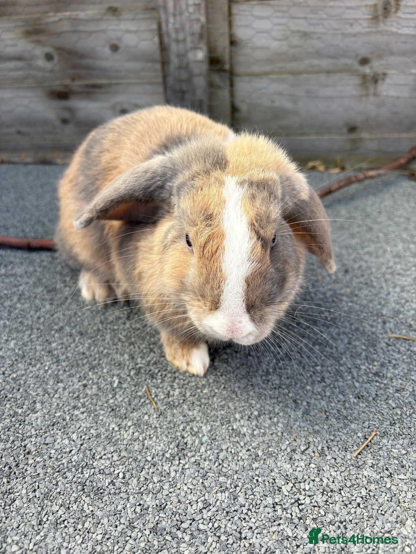 Mini Lop rabbits Mini lop bucks for sale  - Advert 2