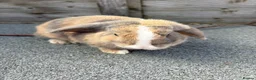 Mini Lop rabbits for sale: Mini lop bucks for sale  - Advert 1