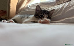Domestic Shorthair cats for sale: Tabby kittens for sale  - Image 7