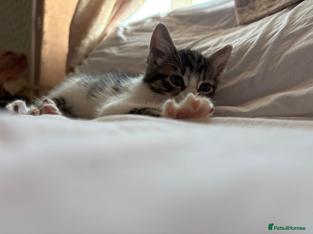 Domestic Shorthair cats for sale: Tabby kittens for sale  - Image 7