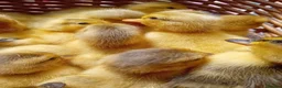 Quail poultry for sale: 🦆✨ Call Ducklings Available ✨🦆 - Advert 4