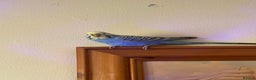 Budgerigars birds for sale: Budgie For sale  - Advert 2