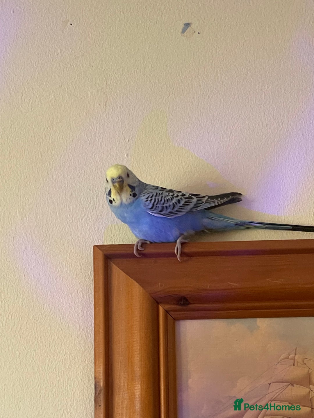 Budgerigars birds for sale: Budgie For sale  - Advert 2
